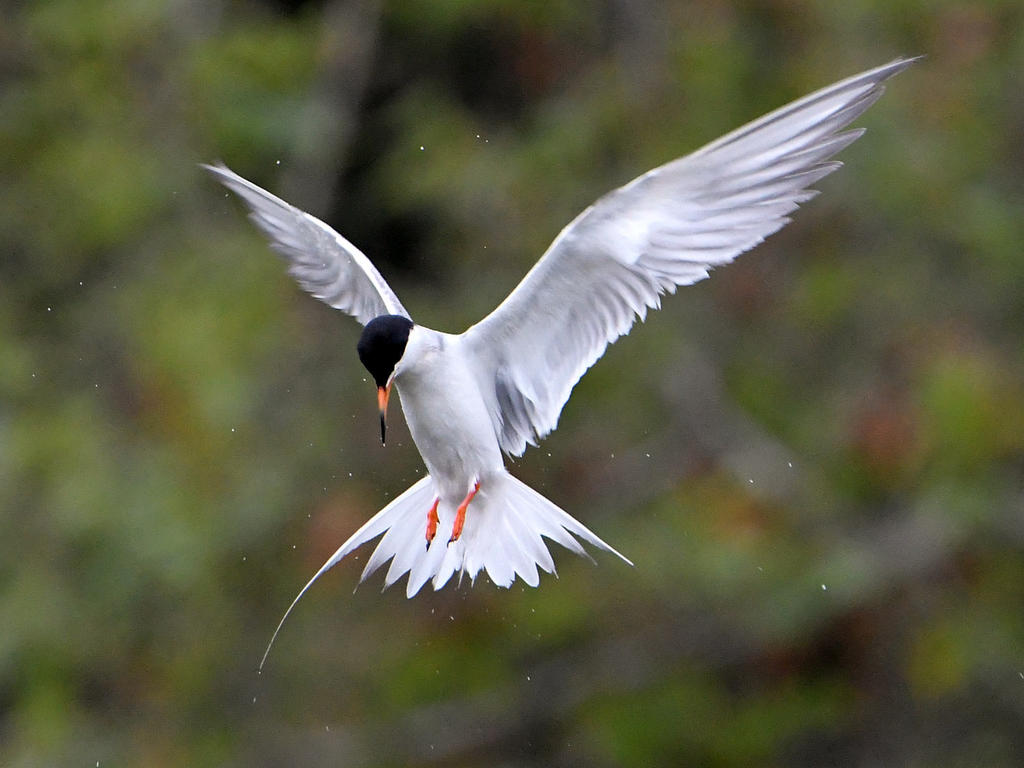 Tern3.jpg