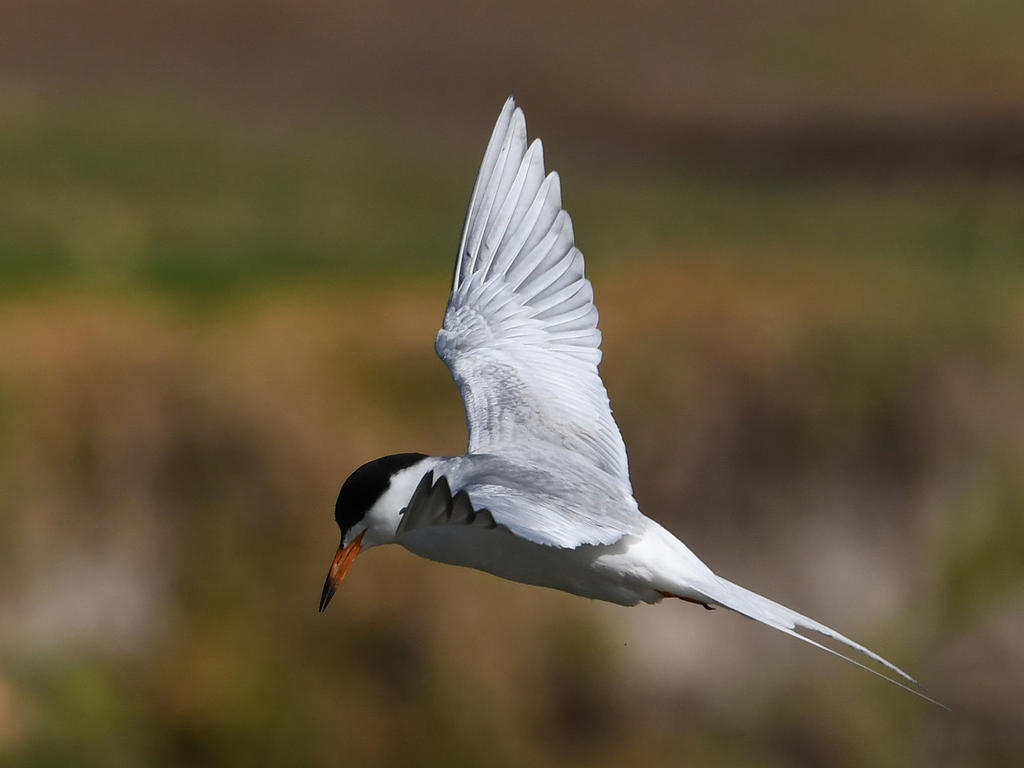 Tern3.jpg