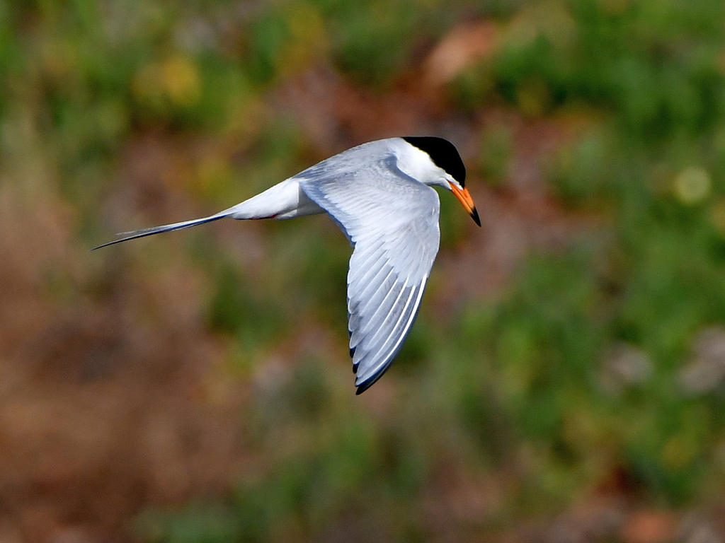 Tern3.jpg