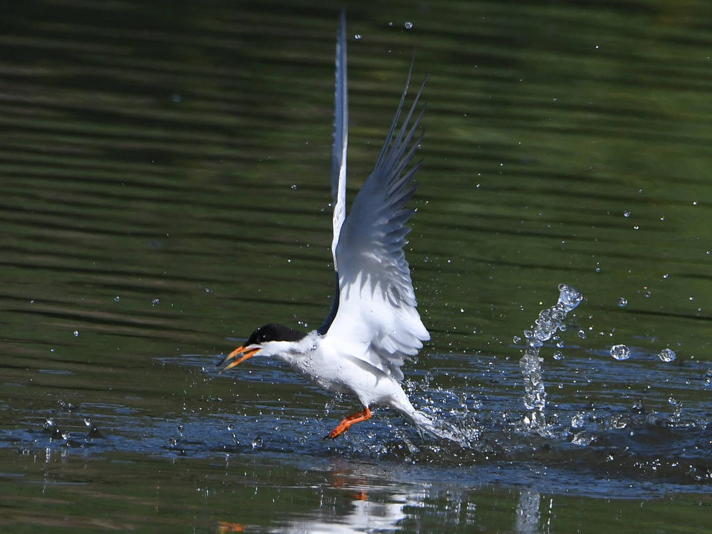 Tern3.jpg