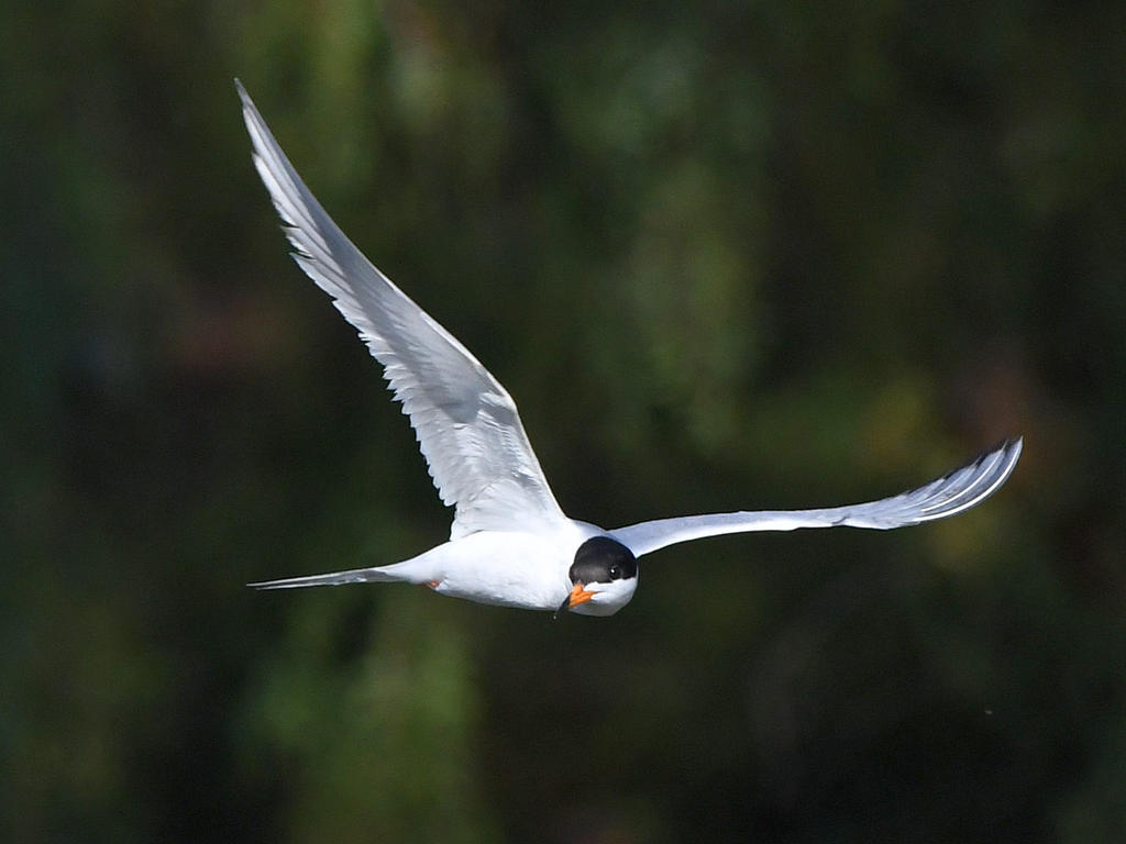 Tern3.jpg