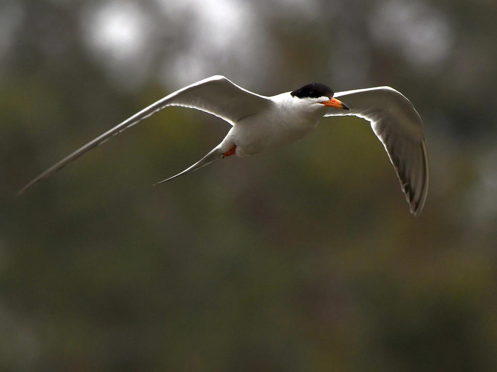 Tern3.jpg