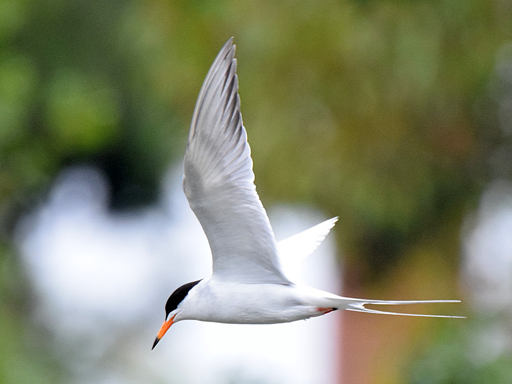Tern4.jpg