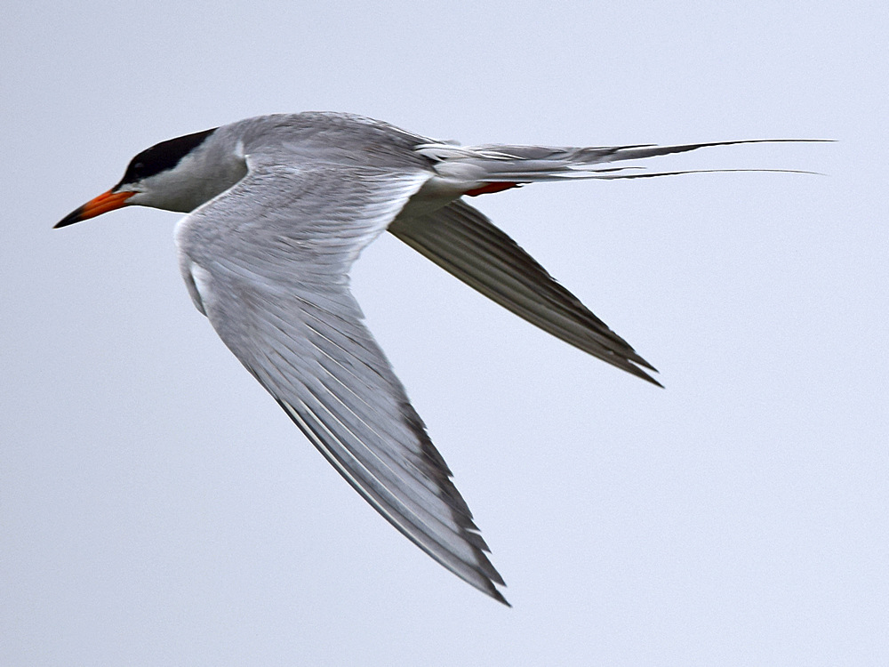 Tern4.jpg