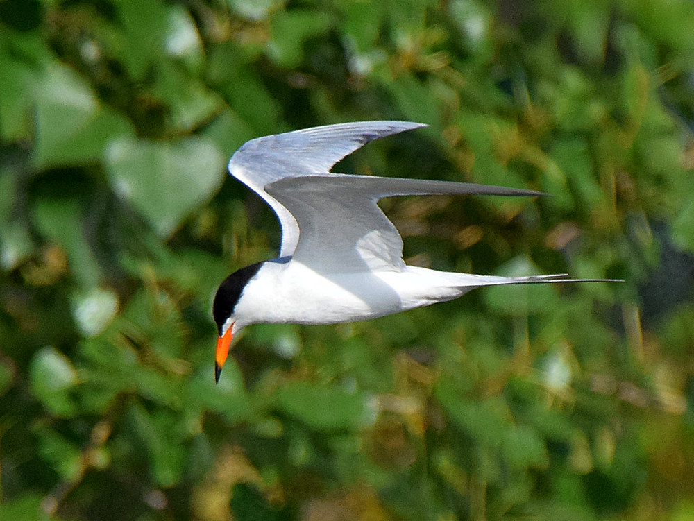 Tern4.jpg