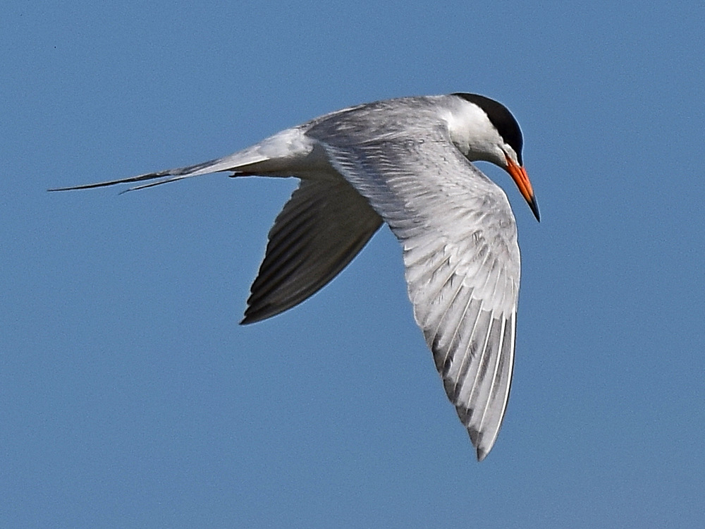 Tern4.jpg