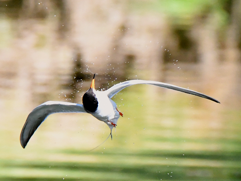 Tern4.jpg