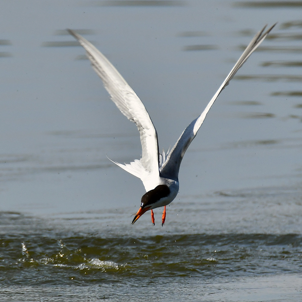 Tern4.jpg