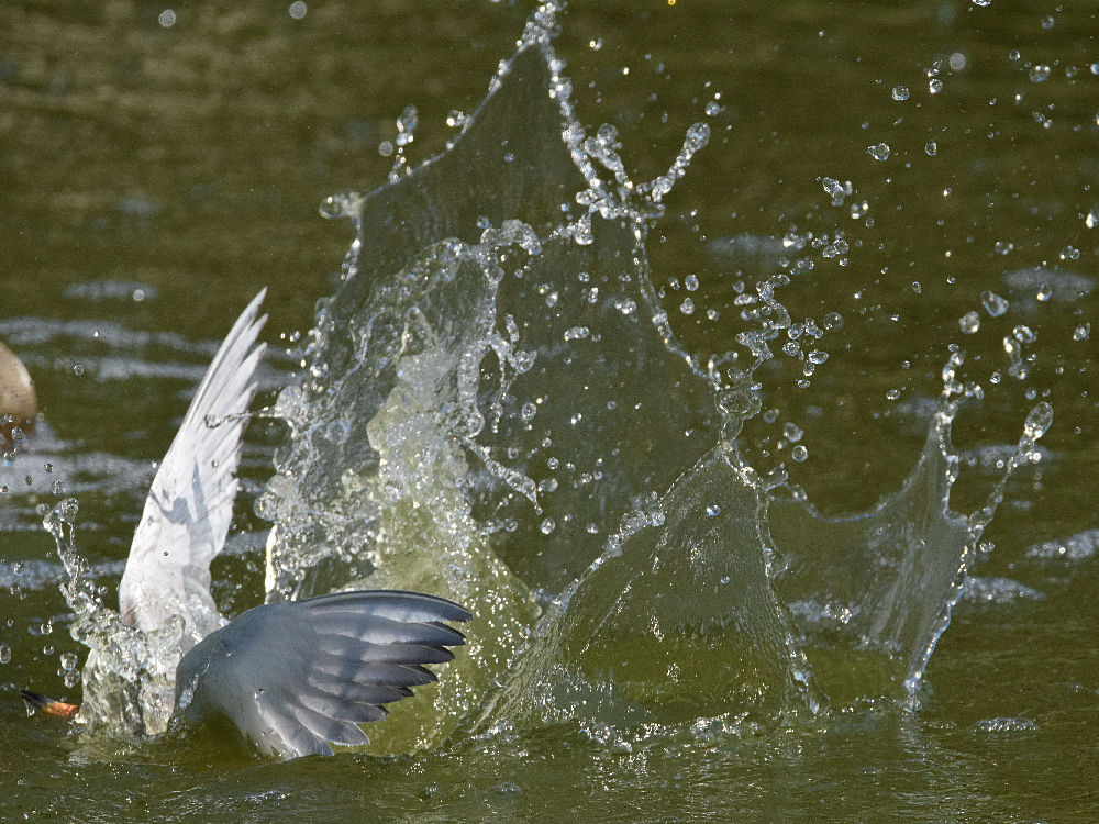 Tern4.jpg