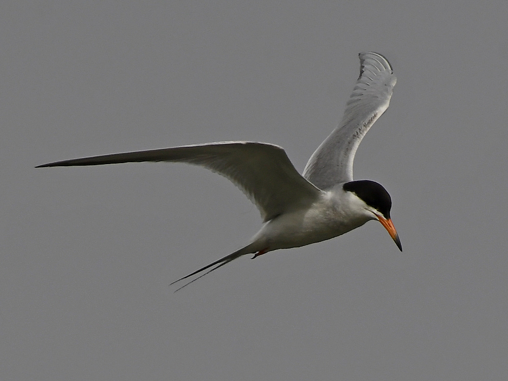 Tern4.jpg