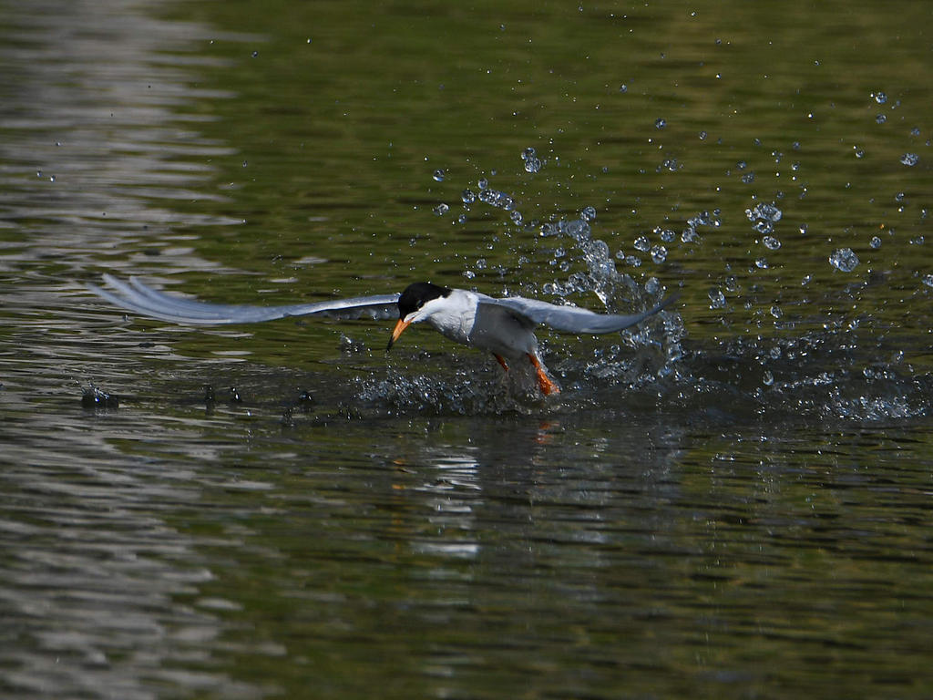 Tern4.jpg