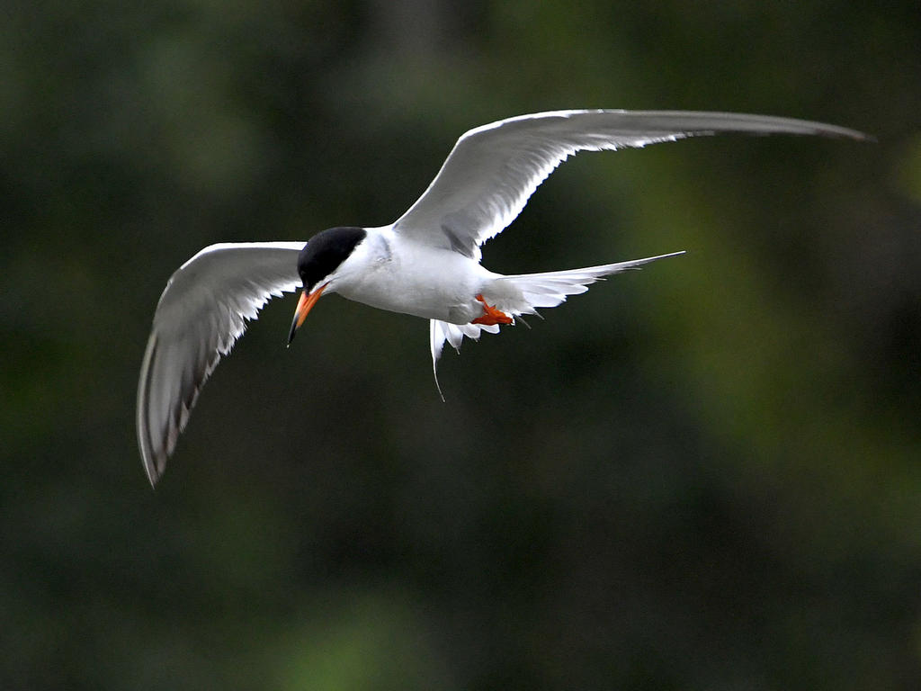 Tern4.jpg