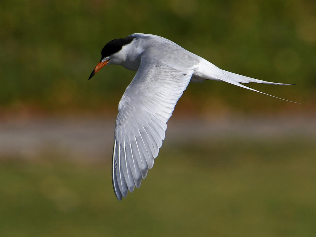 Tern4.jpg