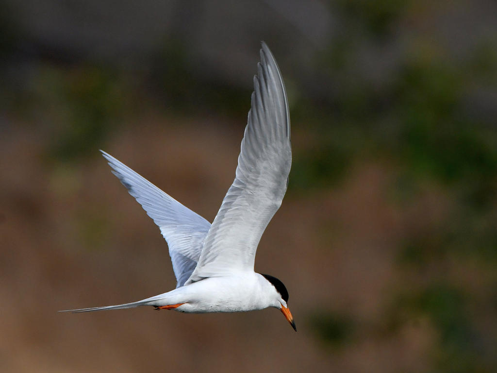Tern4.jpg