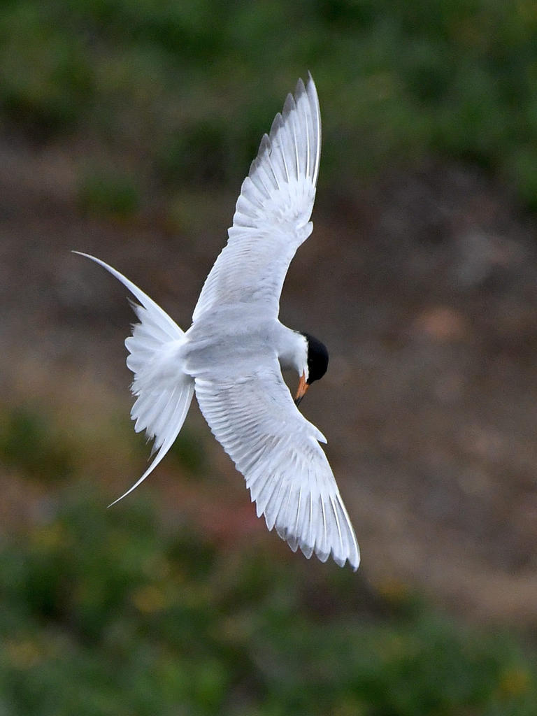 Tern4.jpg