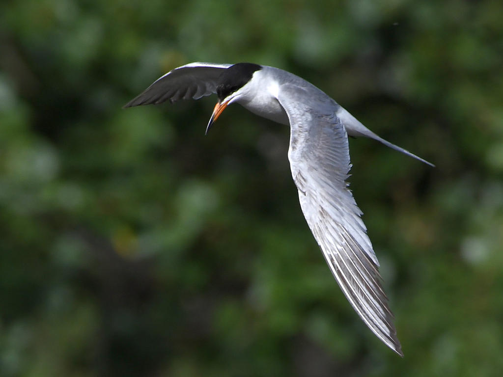 Tern4.jpg