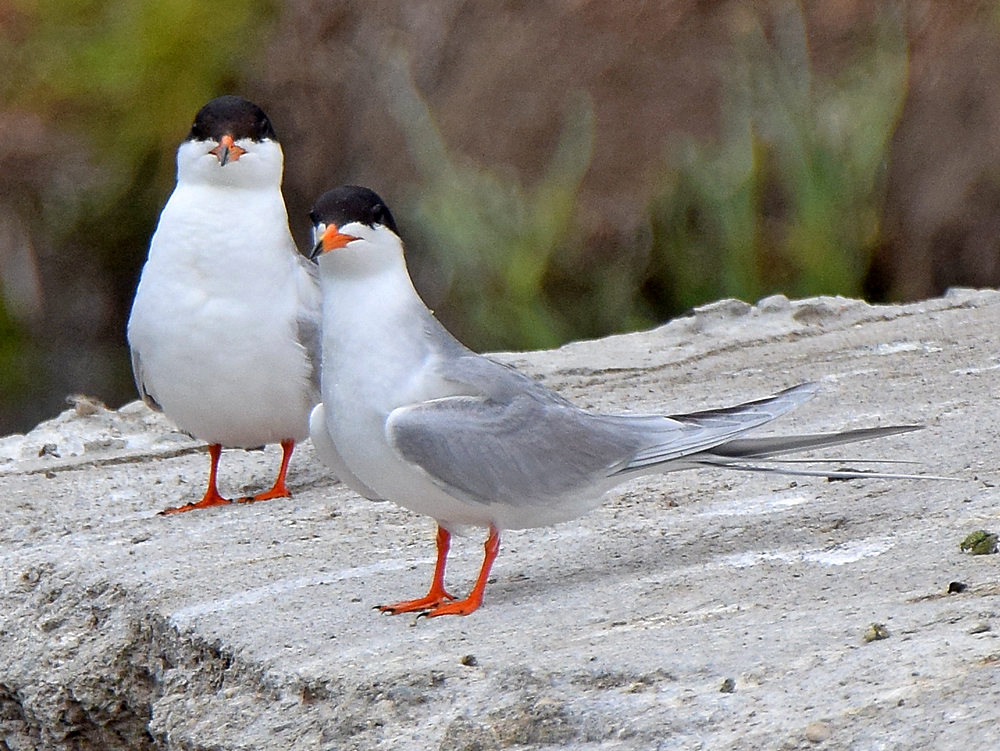 Tern5.jpg