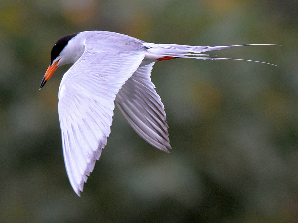 Tern5.jpg