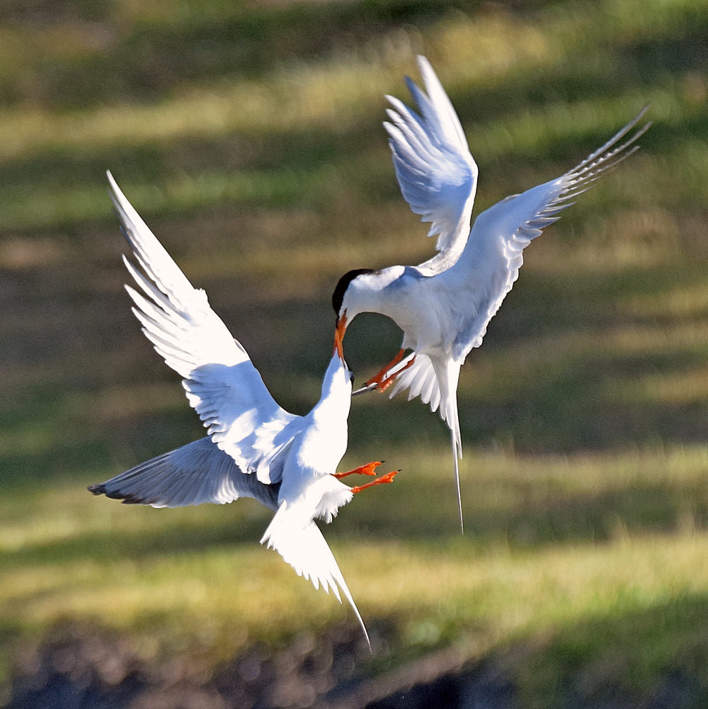 Tern5.jpg