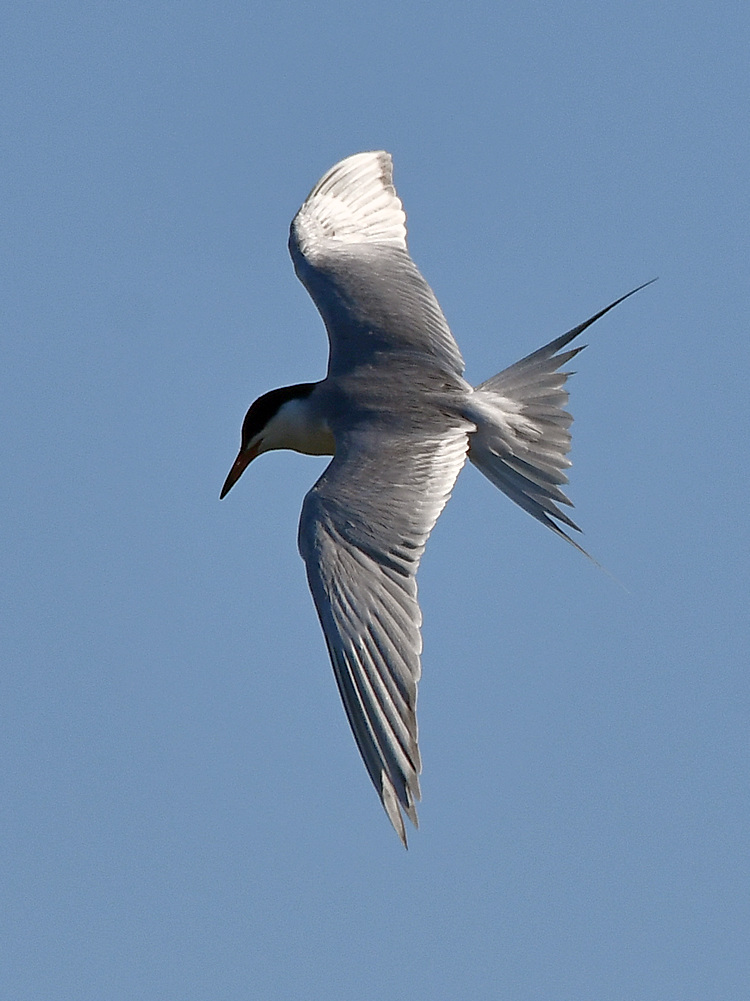 Tern5.jpg