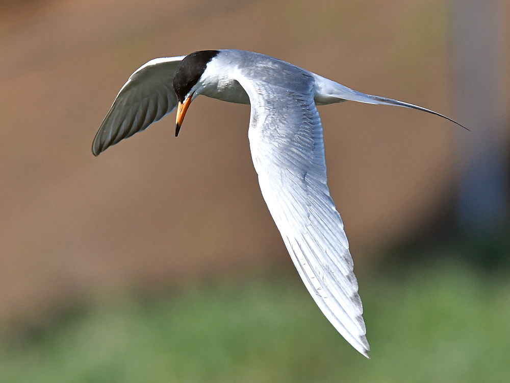 Tern5.jpg