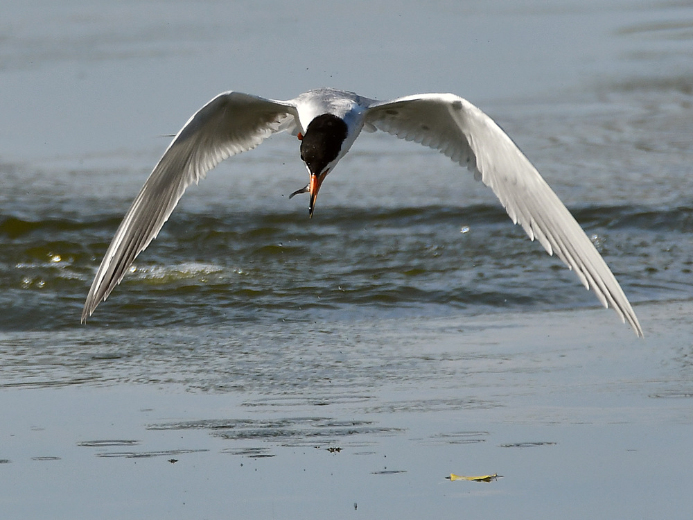 Tern5.jpg