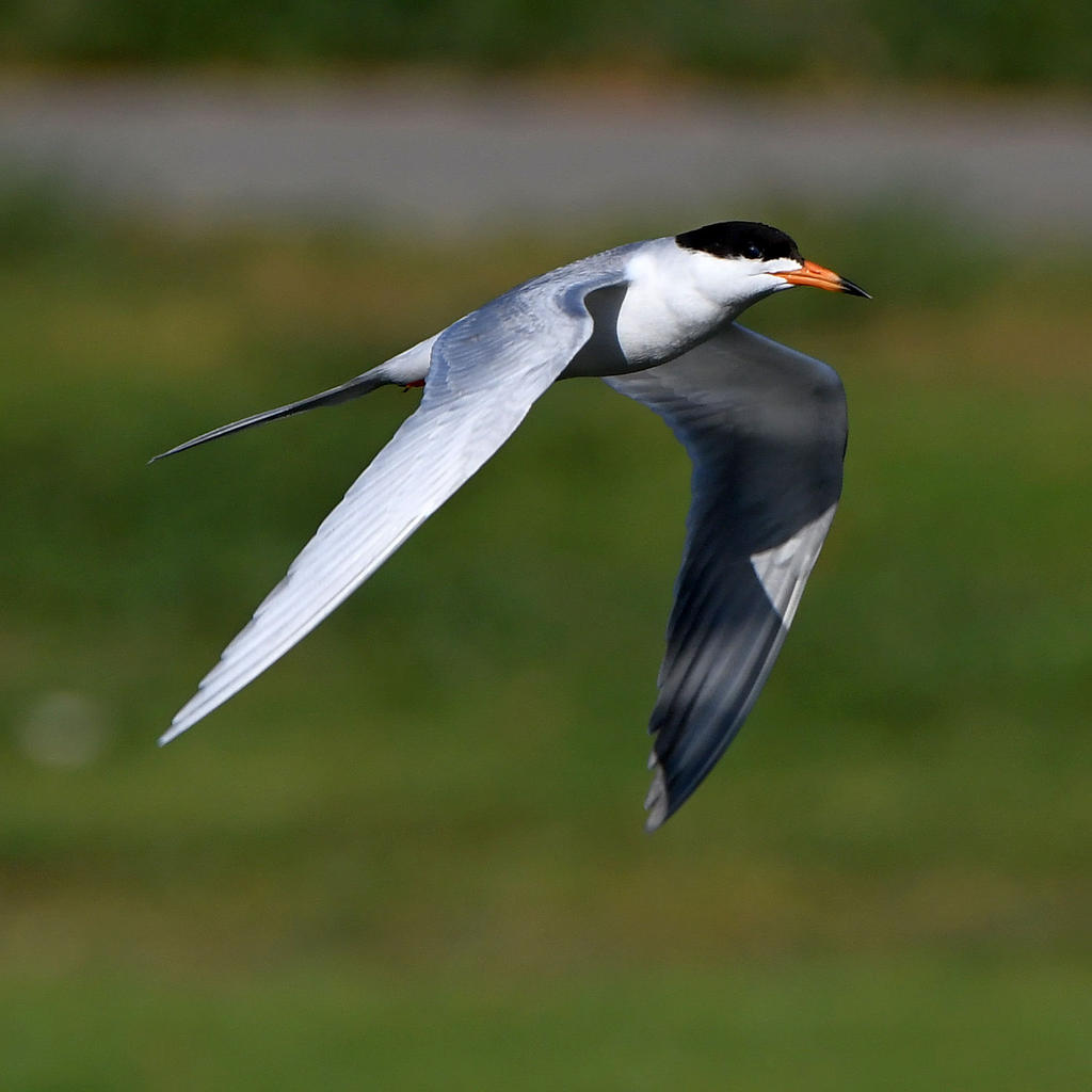 Tern5.jpg