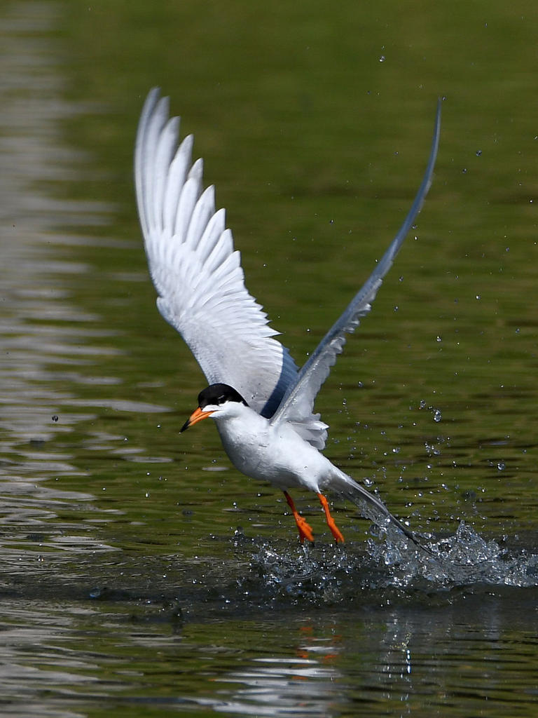 Tern5.jpg