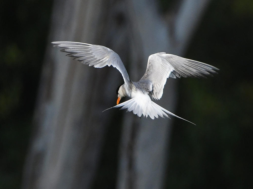 Tern5.jpg