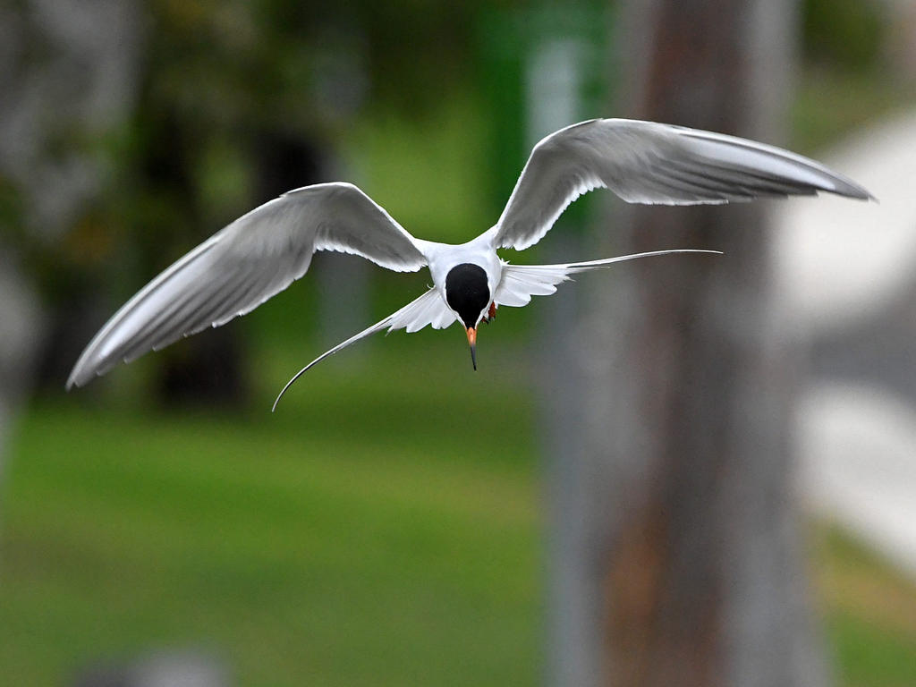 Tern5.jpg