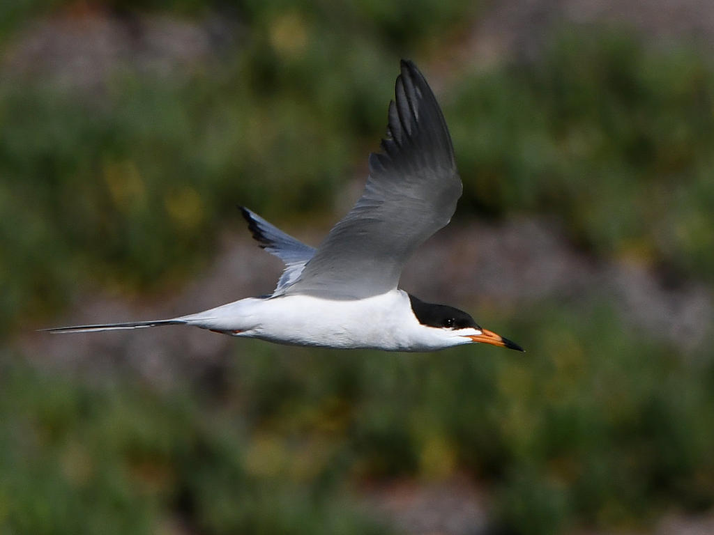 Tern5.jpg