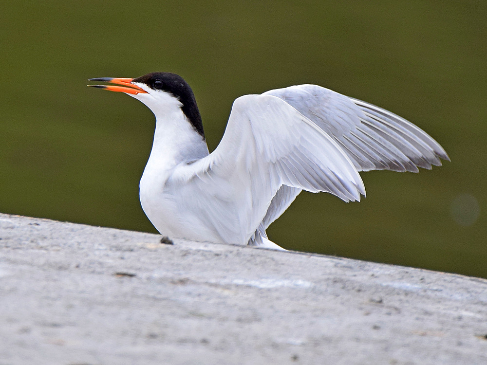 Tern6.jpg