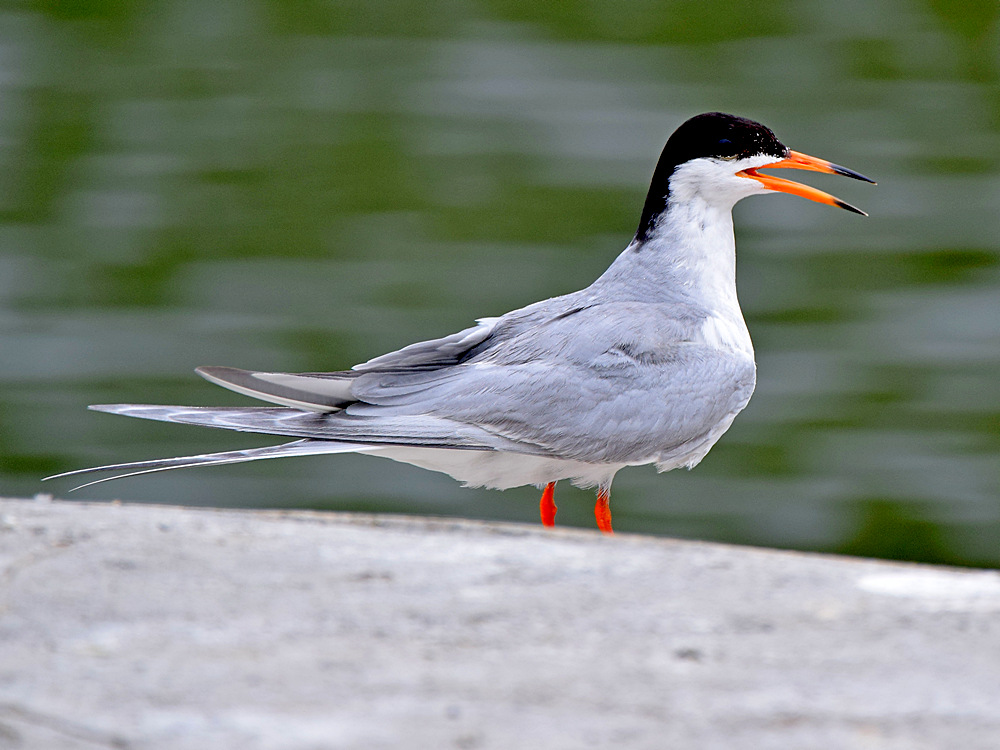 Tern6.jpg