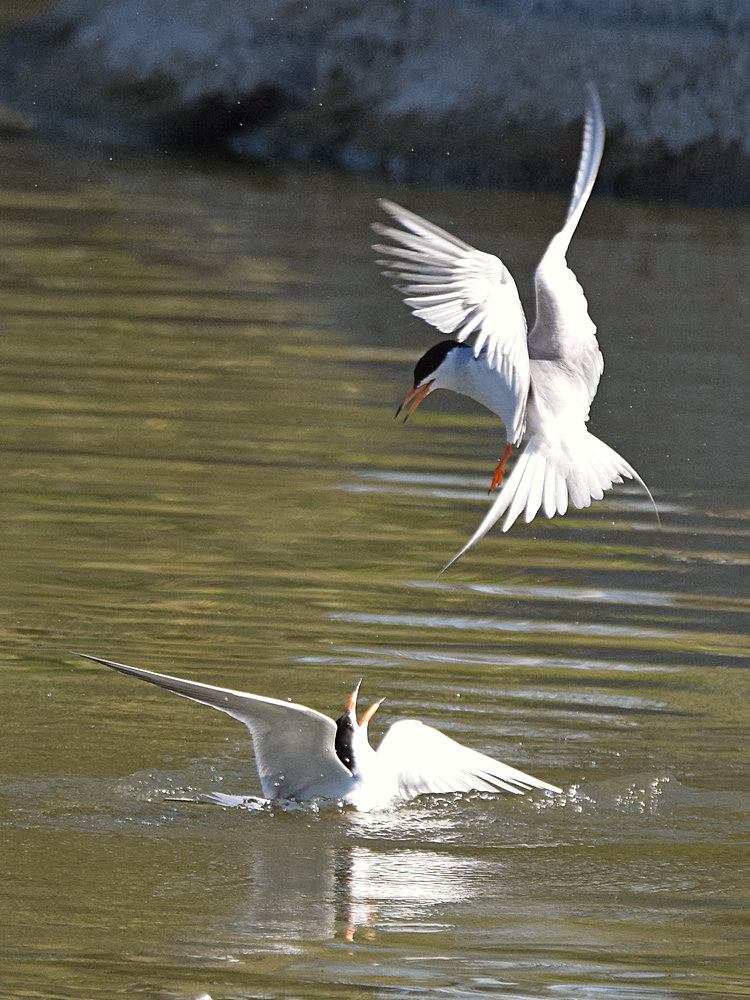 Tern6.jpg