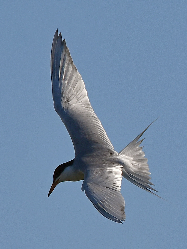 Tern6.jpg