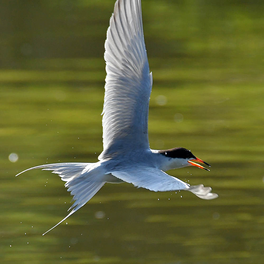 Tern6.jpg