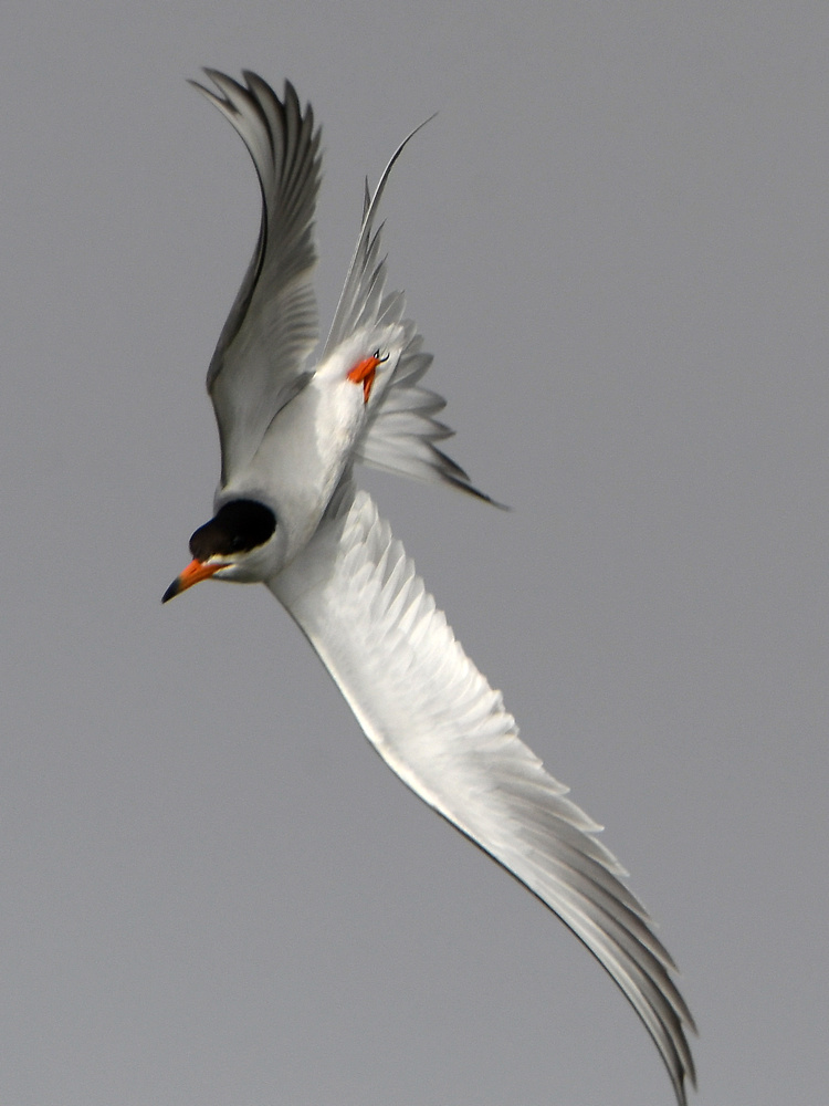 Tern6.jpg