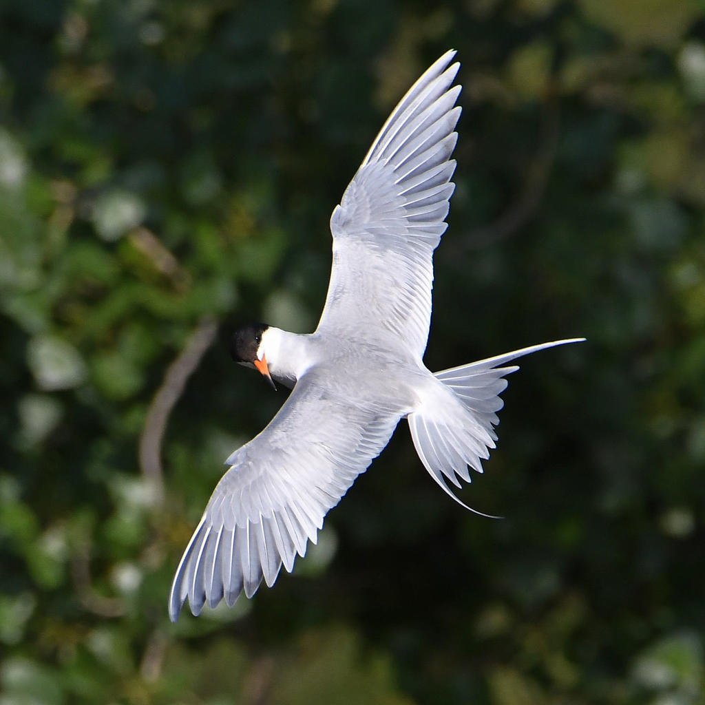 Tern6.jpg