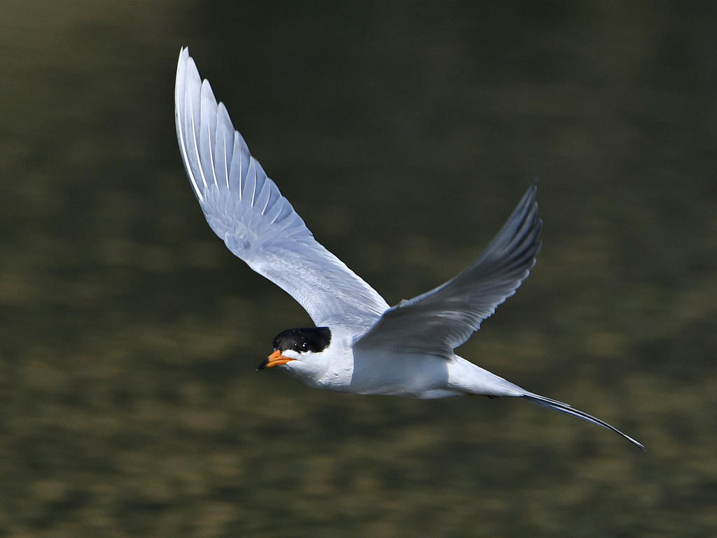 Tern6.jpg