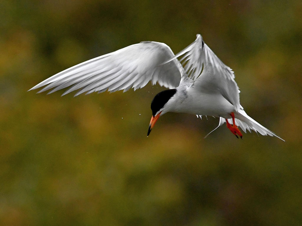 Tern6.jpg