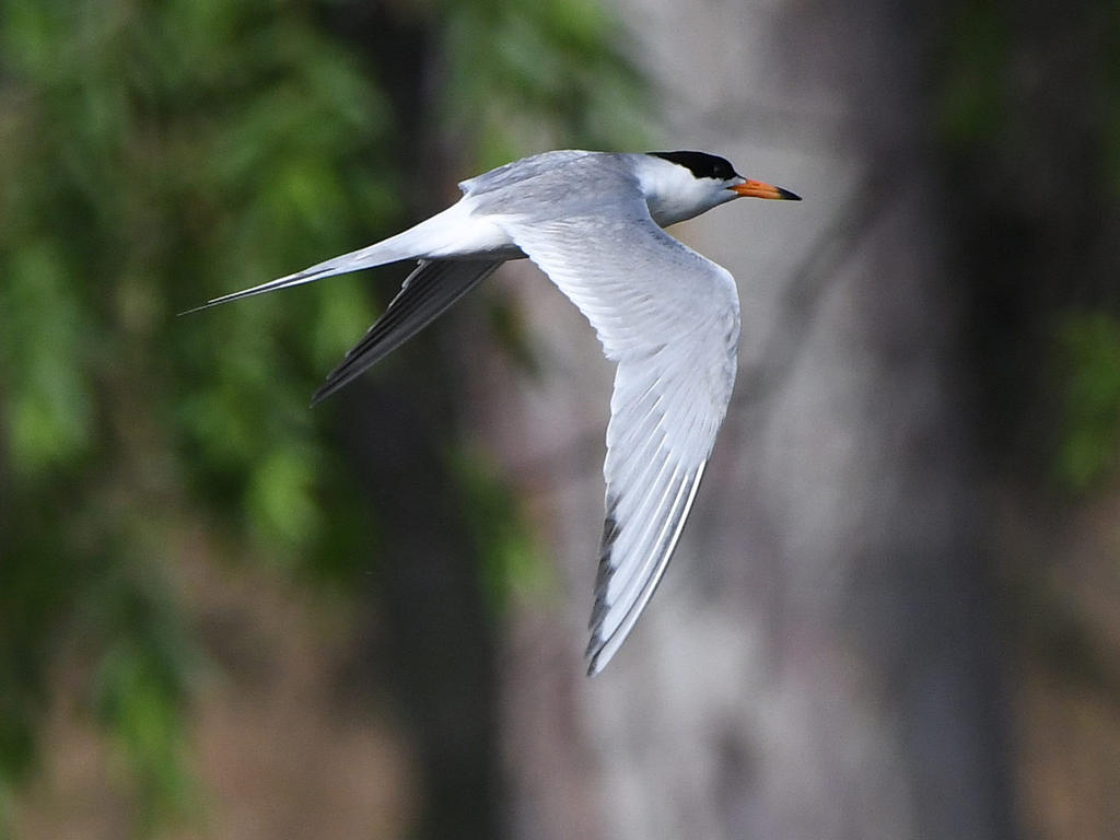 Tern6.jpg