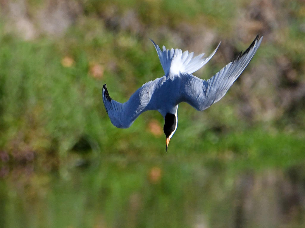 Tern6.jpg