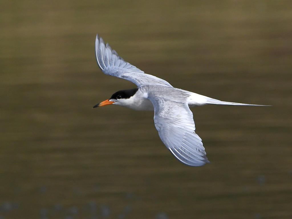 Tern6.jpg