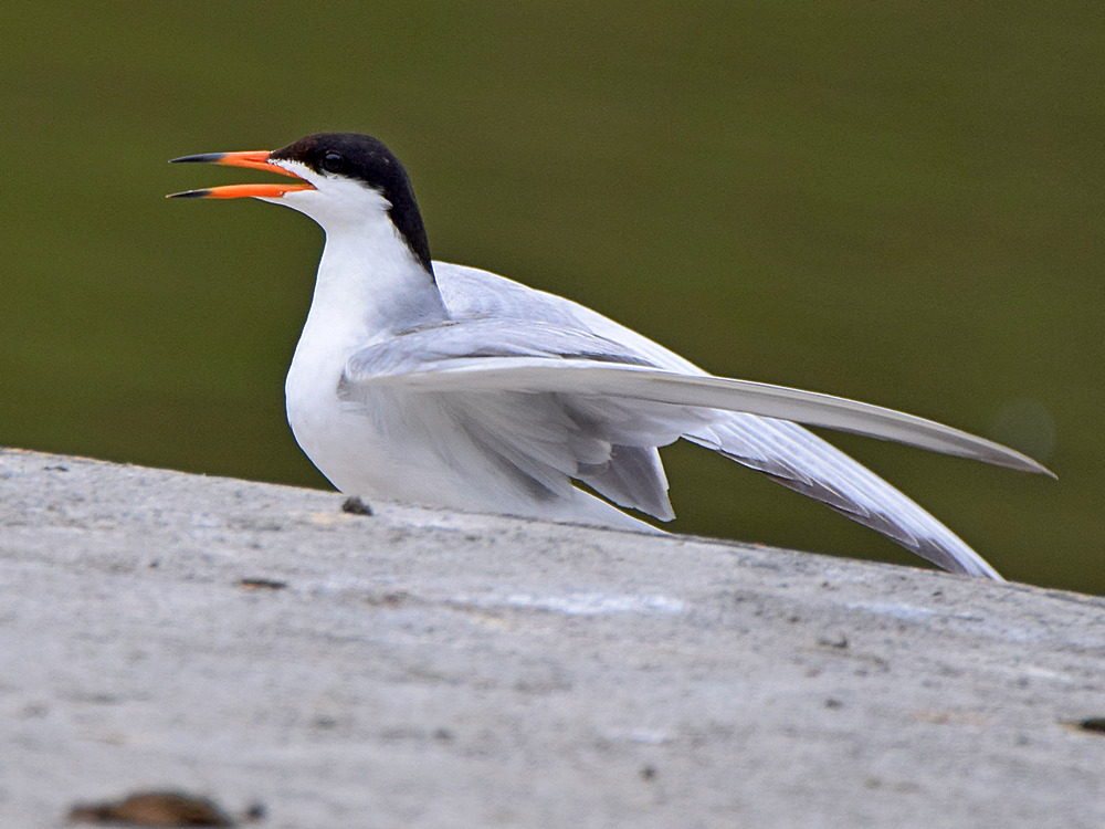 Tern7.jpg