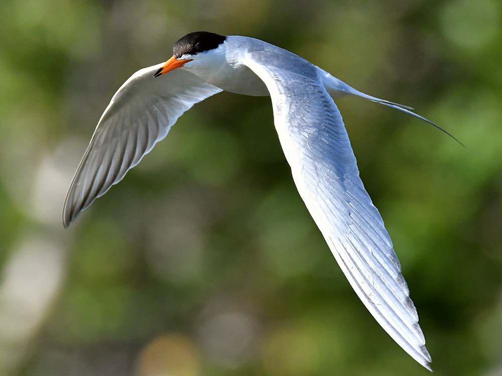 Tern7.jpg