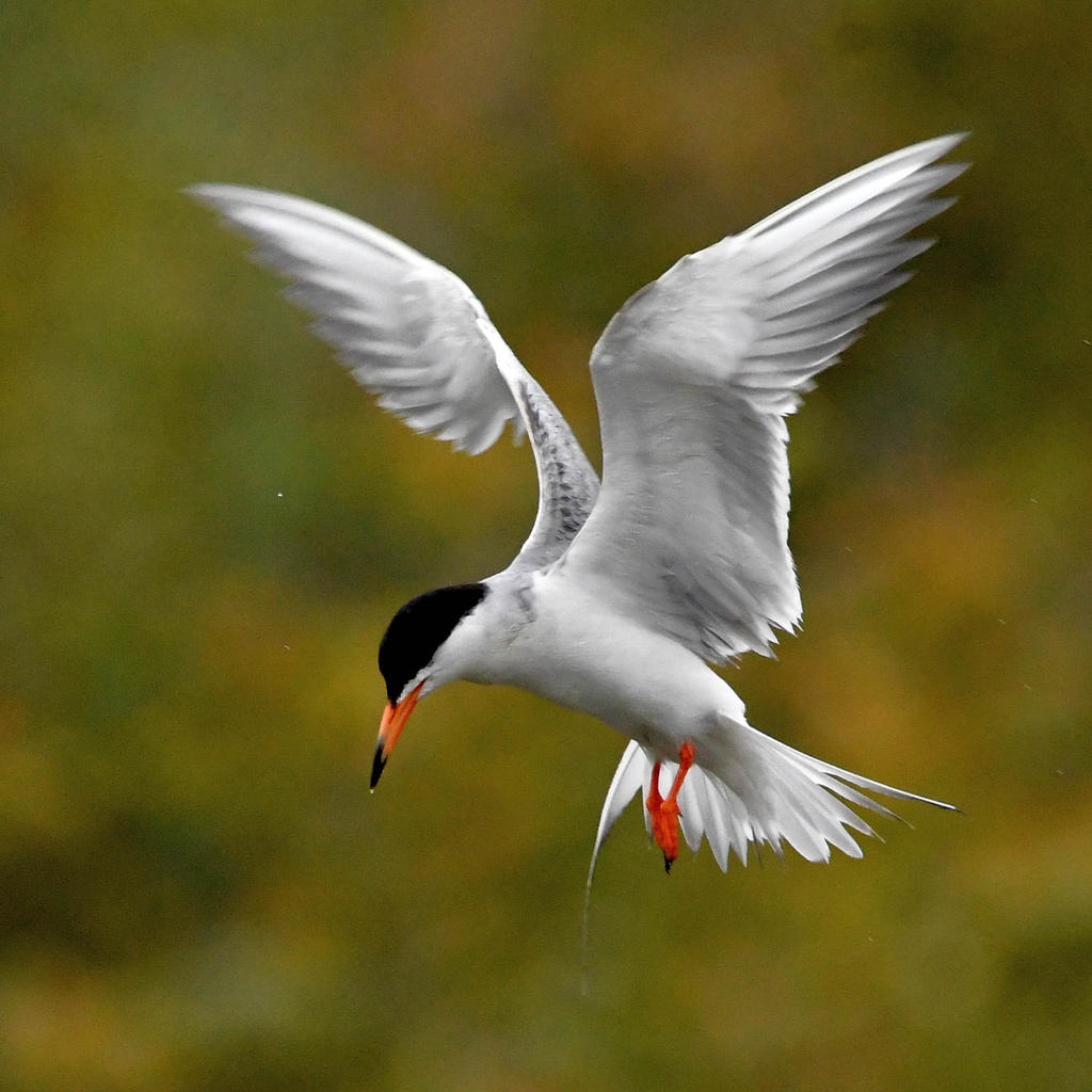 Tern7.jpg