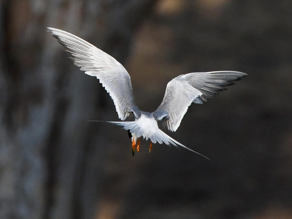 Tern7.jpg