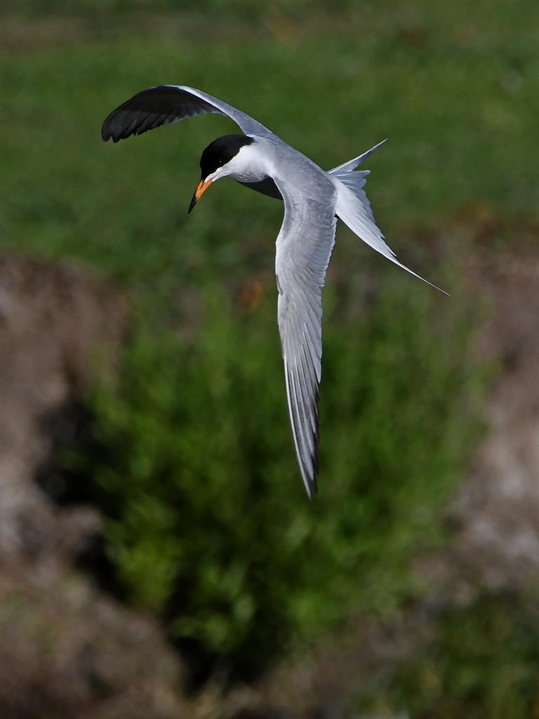 Tern7.jpg
