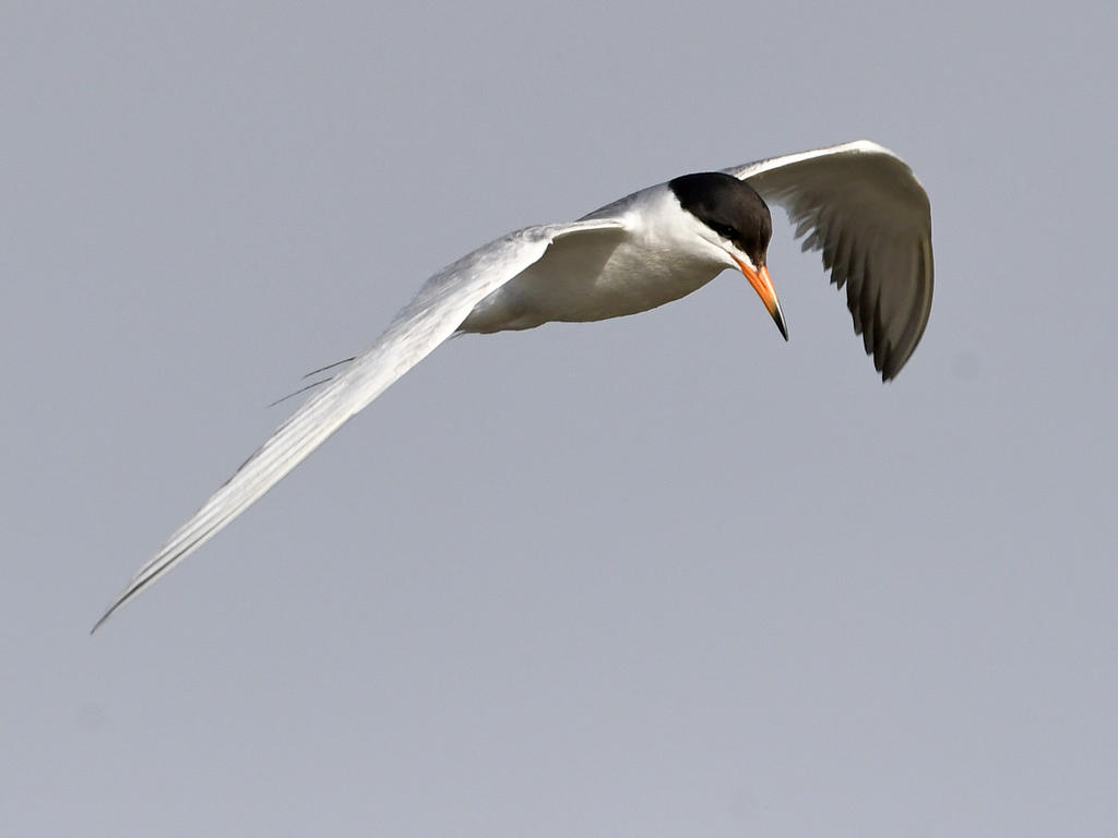 Tern7.jpg