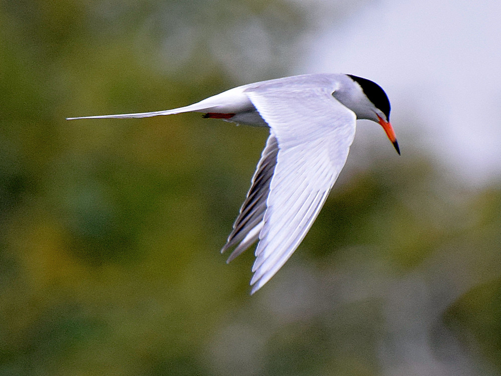Tern8.jpg